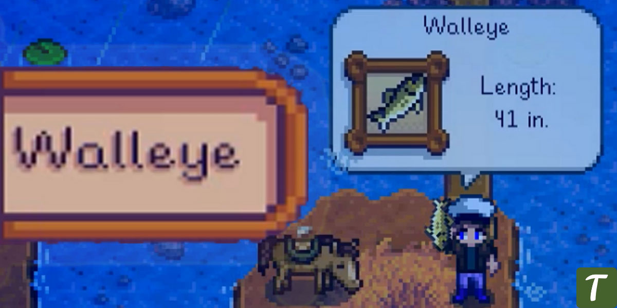 Walleye